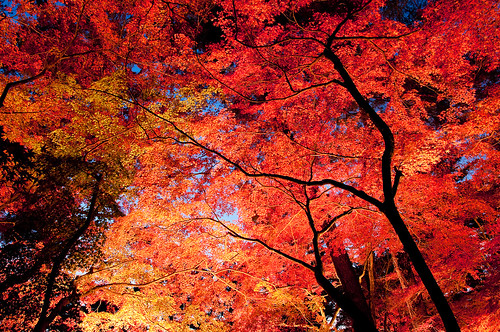  無料写真素材, 自然風景, 樹木, 紅葉・黄葉, カエデ・モミジ, 赤色・レッド, 風景  日本  