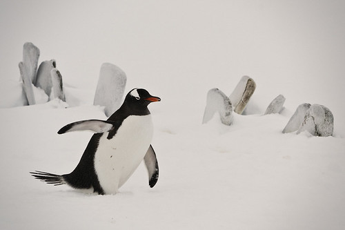 Antarctica 2011 - Whalebones by BB Ramone