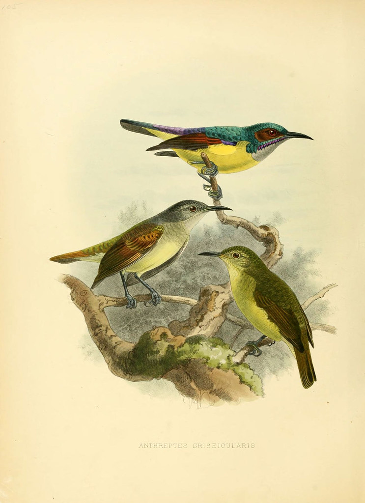 sketch in colour: trio of grey-throated sun-birds