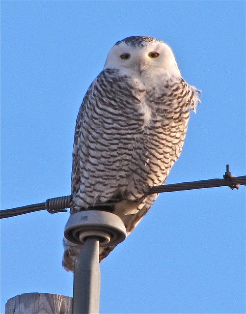 Snowy Owl in McLean County 26
