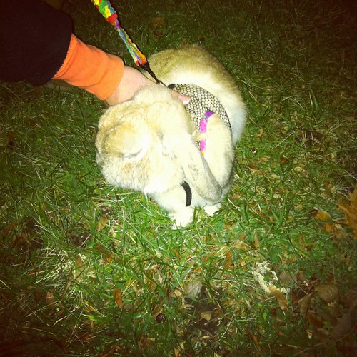 Bunny on a leash!