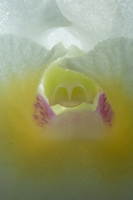 Dendrobium nobile apollon