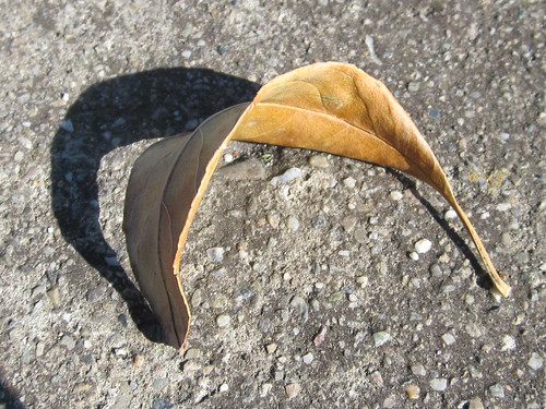 Dried Leaf and Shadow
