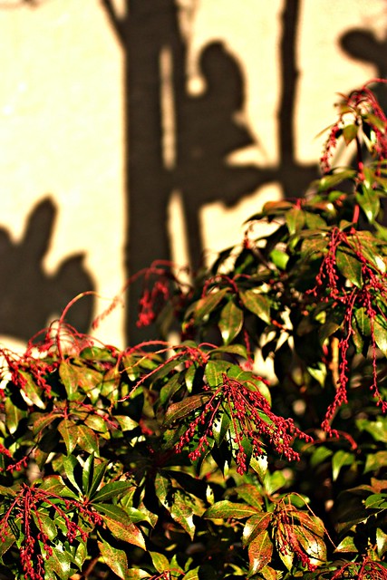 Berries with shadows IMG_3531