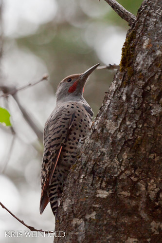 Northern Flicker (Red-shafted) Woodpecker