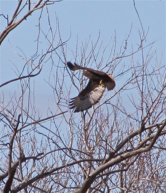 Western Red-tailed Hawk near Lake Bloomington, IL 08