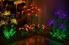 Bellevue Botanical Garden d'Lights - December 10, 2011