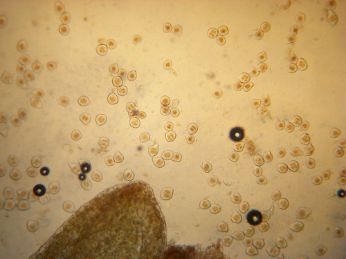 花粉母細胞2