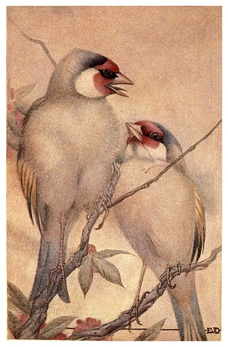 008-El jilguero cautivo-Birds and beasts 1911- Edward Detmold