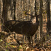 10-25-11: Shenandoah Deer
