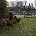12-05-11: Motel and Chickens, Hot Springs, NC