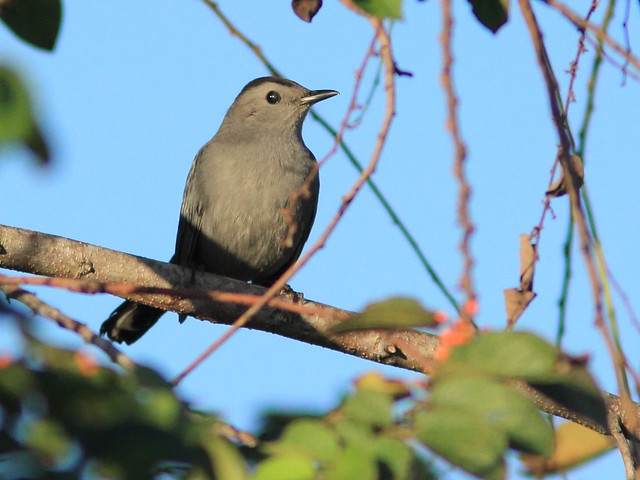 Gray Catbird 20120101
