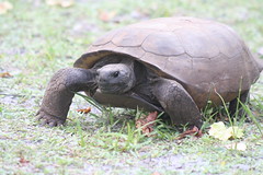 tortoises and turtles