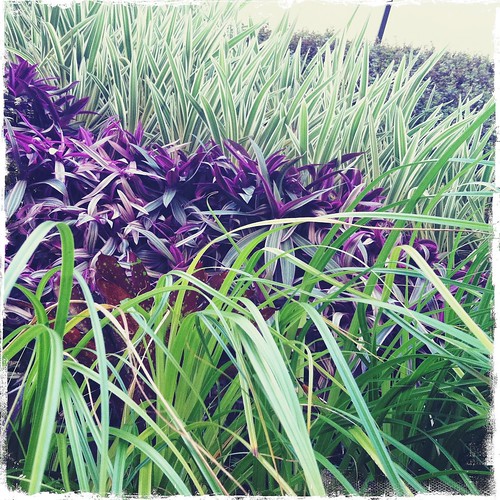 detail of a living wall at Whole Foods Kailua