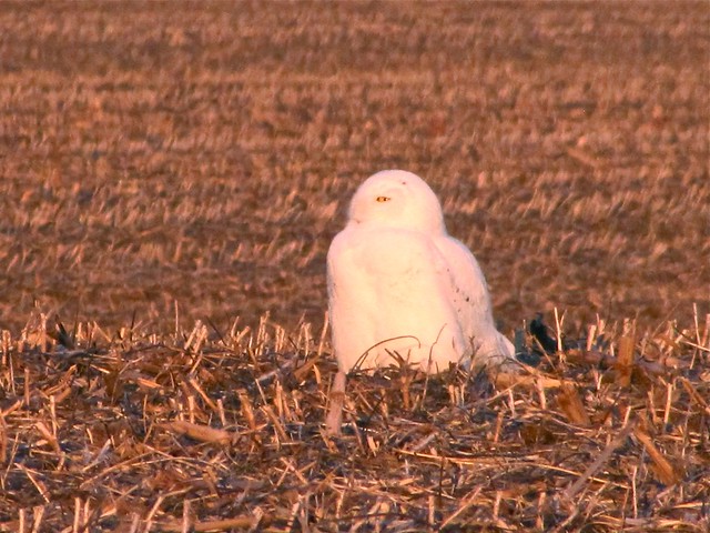 Snowy Owl on Highway 24 in McLean County, IL 04