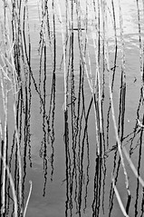 Reeds and Water (B&W)