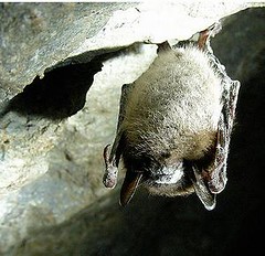患有白鼻病的小隻灰蝙蝠，位於在佛蒙特州的Greeley礦坑中(圖片由USFWS提供，Marvin Moriarty所拍攝)