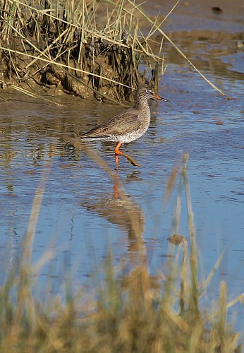Redshank Pagham Harbour by Kinzler Pegwell