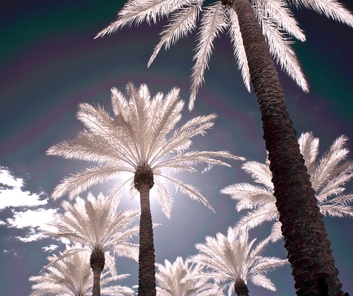 Infrared Palms #2 by jcbwalsh