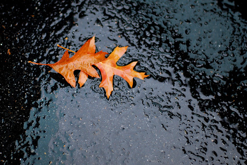 Leaves in Rain by Sandee4242