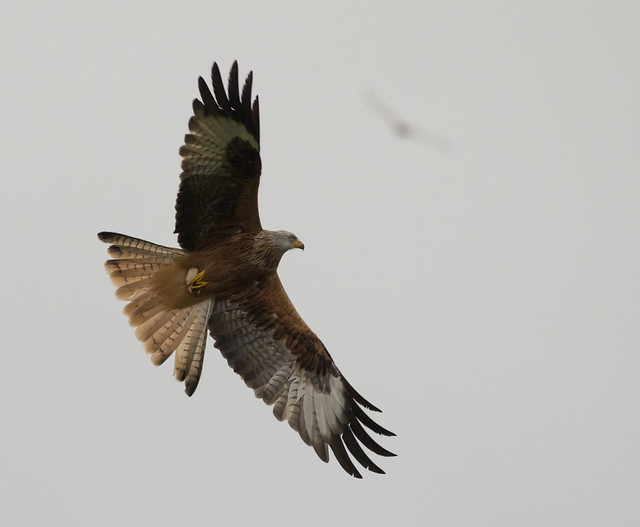Red kite ISO 3200 2