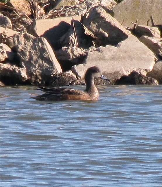 American Wigeon at Gridley Wastewater Treatment Ponds 02
