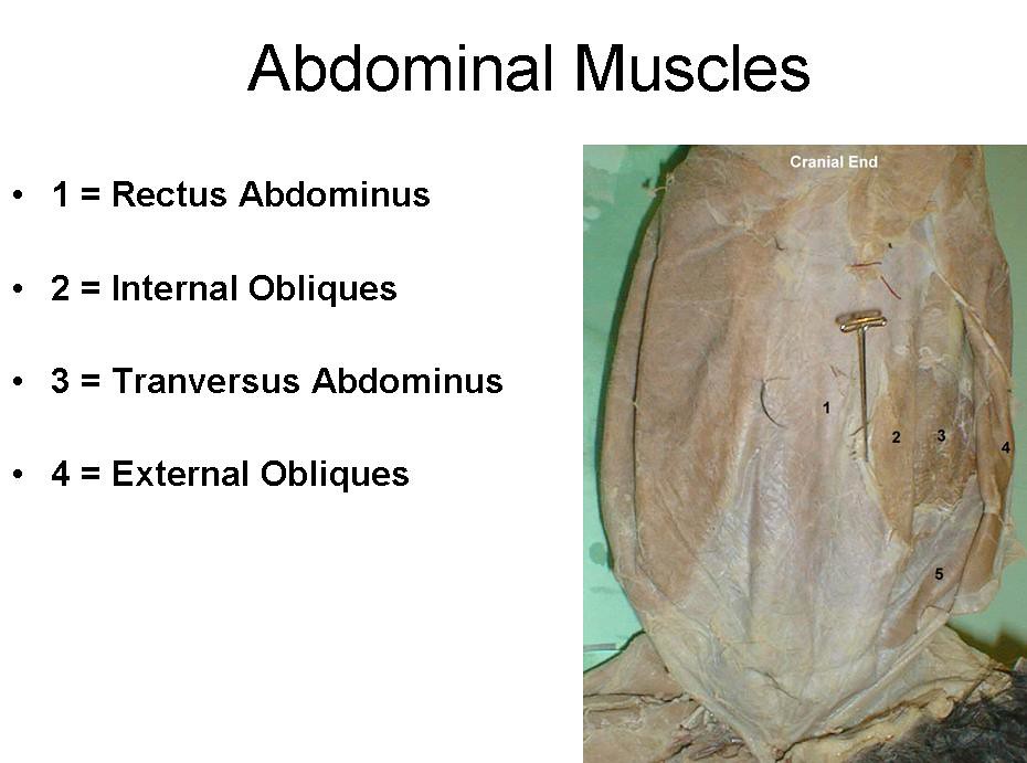 3. Abodminal muscles