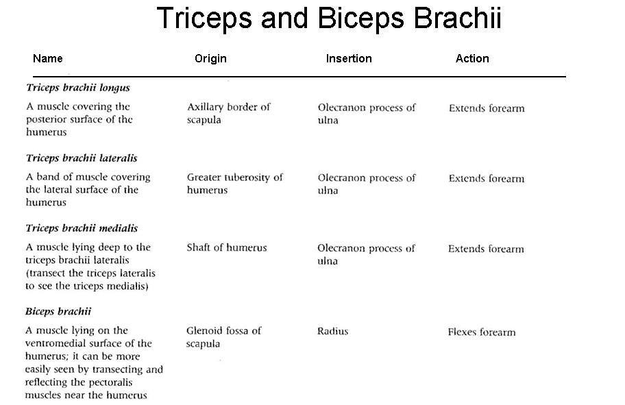 10. Biceps and Triceps OIA