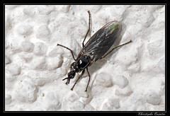 Diptera/Bibionidae