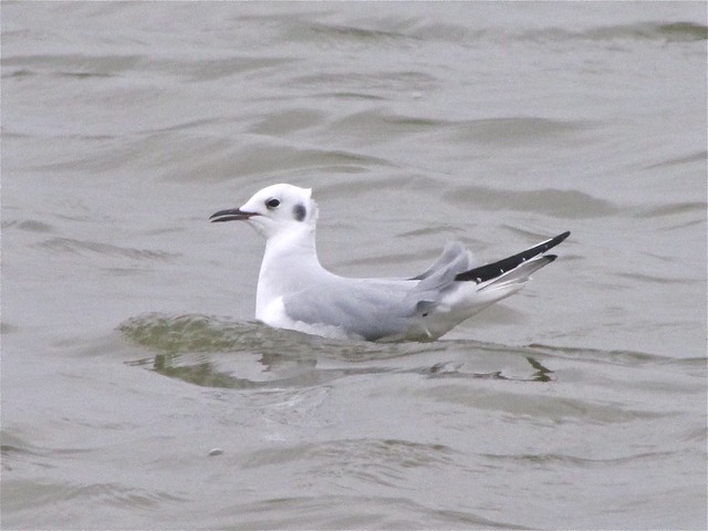 Bonaparte's Gull at Gridley Wastewater Treatment Ponds 06