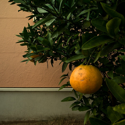 Boutiful Citrus Tree, Chiba, Japan