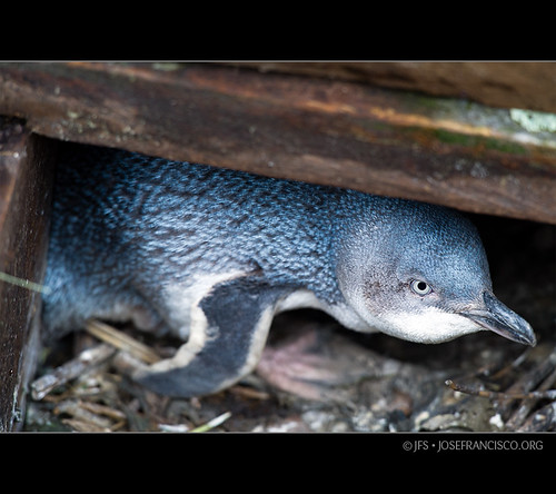 Pohatu penguin in nest by josefrancisco.salgado