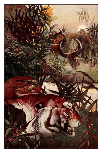 024-Shere Khan en la jungla- The jungle book 1913-Ilustrado por Edward Detmold