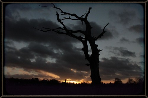 362/365 - 28 December 2011 - Ghostly Tree at Dusk by Rally Pix