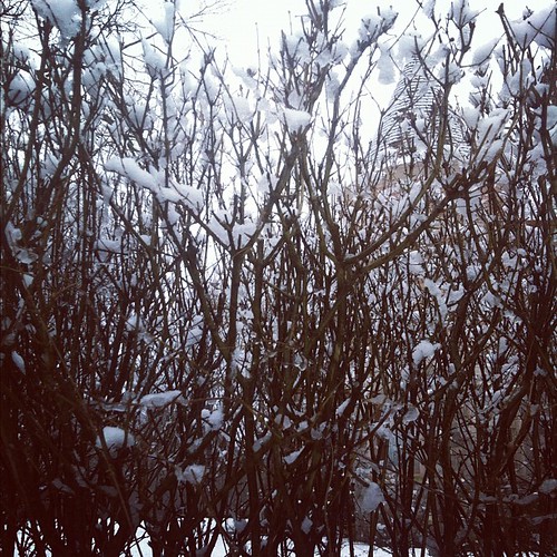 In winter, in thicket.