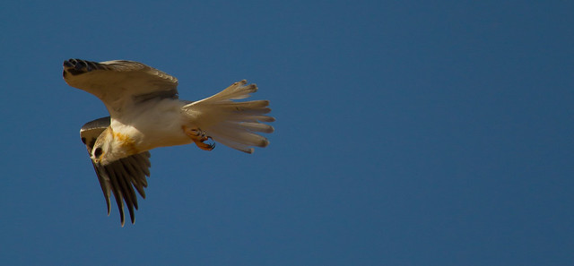 White-tailed kite 4