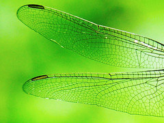5.	蜻蜓的翅膀，注意到翅痣了嗎？