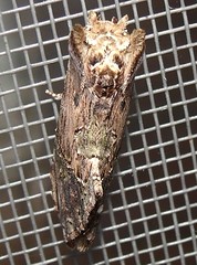 Moth (Rr)