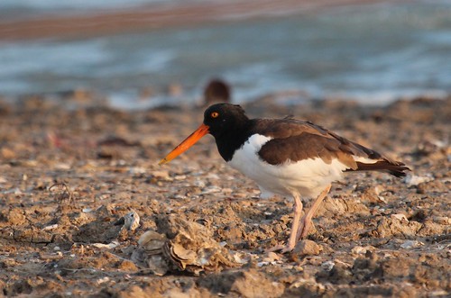 American oyster catcher by ricmcarthur