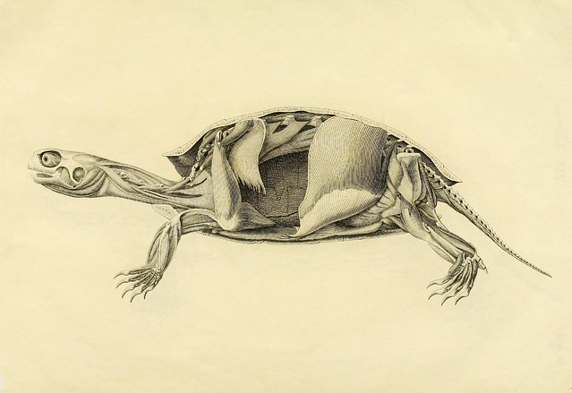 turtle anatomy engraving