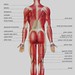 Musculatura (vista dorsal)