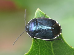 Burrowing Bugs - Cydnidae