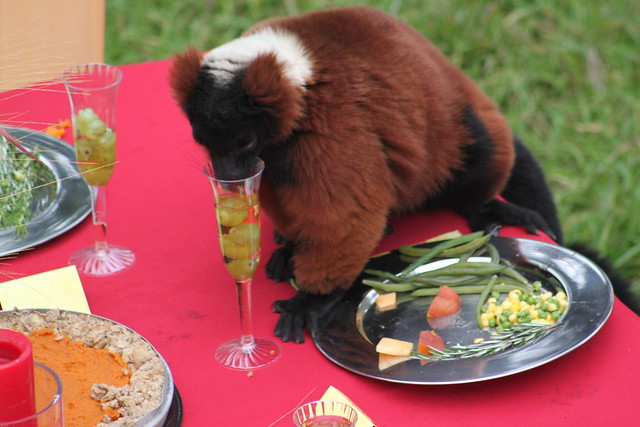 Lemur Feast at the San Francisco Zoo