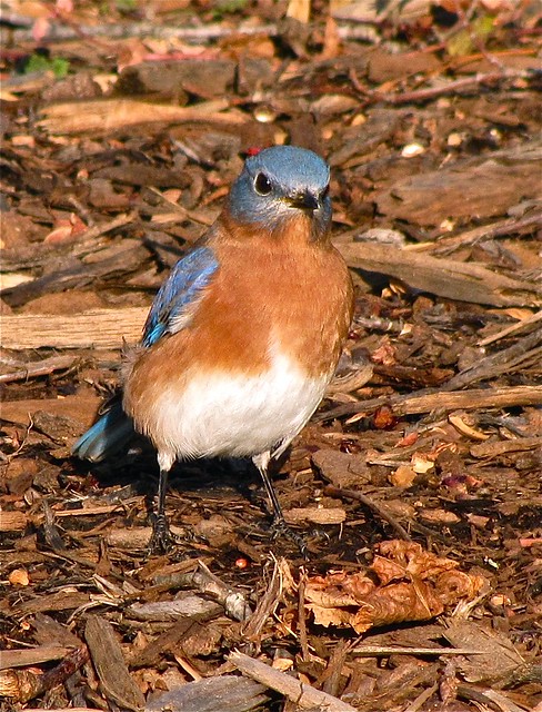 Eastern Bluebird at Lake Junaluska, NC 13