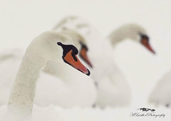 Swans & Snow/Schwäne im Schnee
