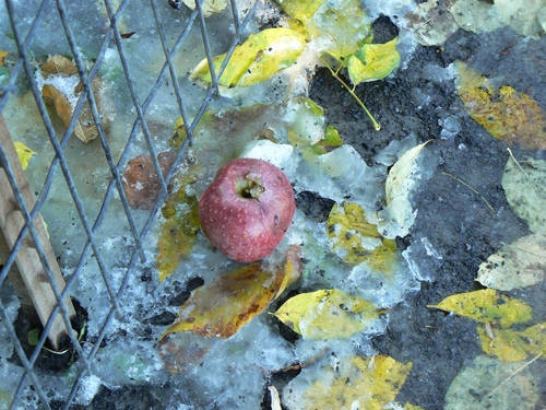 pomme dans la neige.jpg