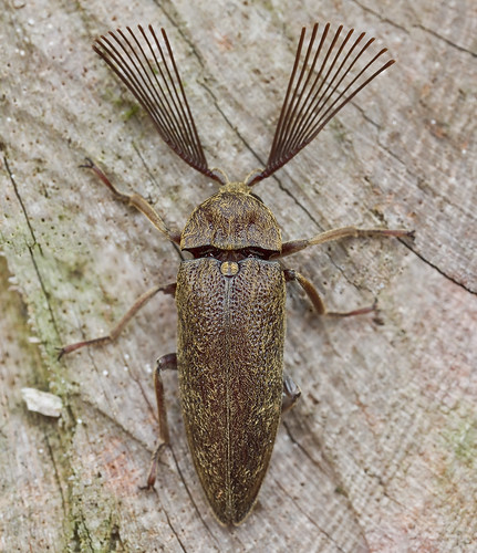 male click beetle,  Callirhipidae, Elateridae IMG_1528 merged copy