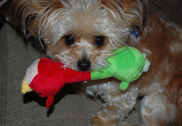 Yum! New Angry Birds dog toy