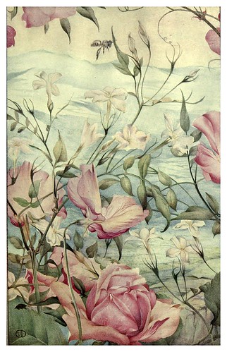 048-Jazmines-News of spring and other nature studies 1917- Ilustrado por Edward J. Detmold