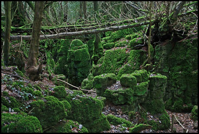 Download this Puzzlewood The Forest Dean picture